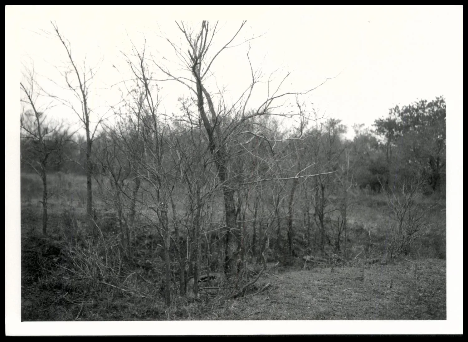 Photograph of brush eradication. Sprayed (using a Basal Treatment—an oil soluble herbicide is mixed with an oil carrier instead of water and applied to the plants) in February, 1957. Large tree had circle hacked with an axe, small trees had only a spray band 1 foot wide at the base of the tree. A 2-4-5T herbicide gave a 100% kill. The Soil Conservation Service [SCS] recommends this use of the herbicide over mechanical removal as it reduces resprouting. OK-579-9.