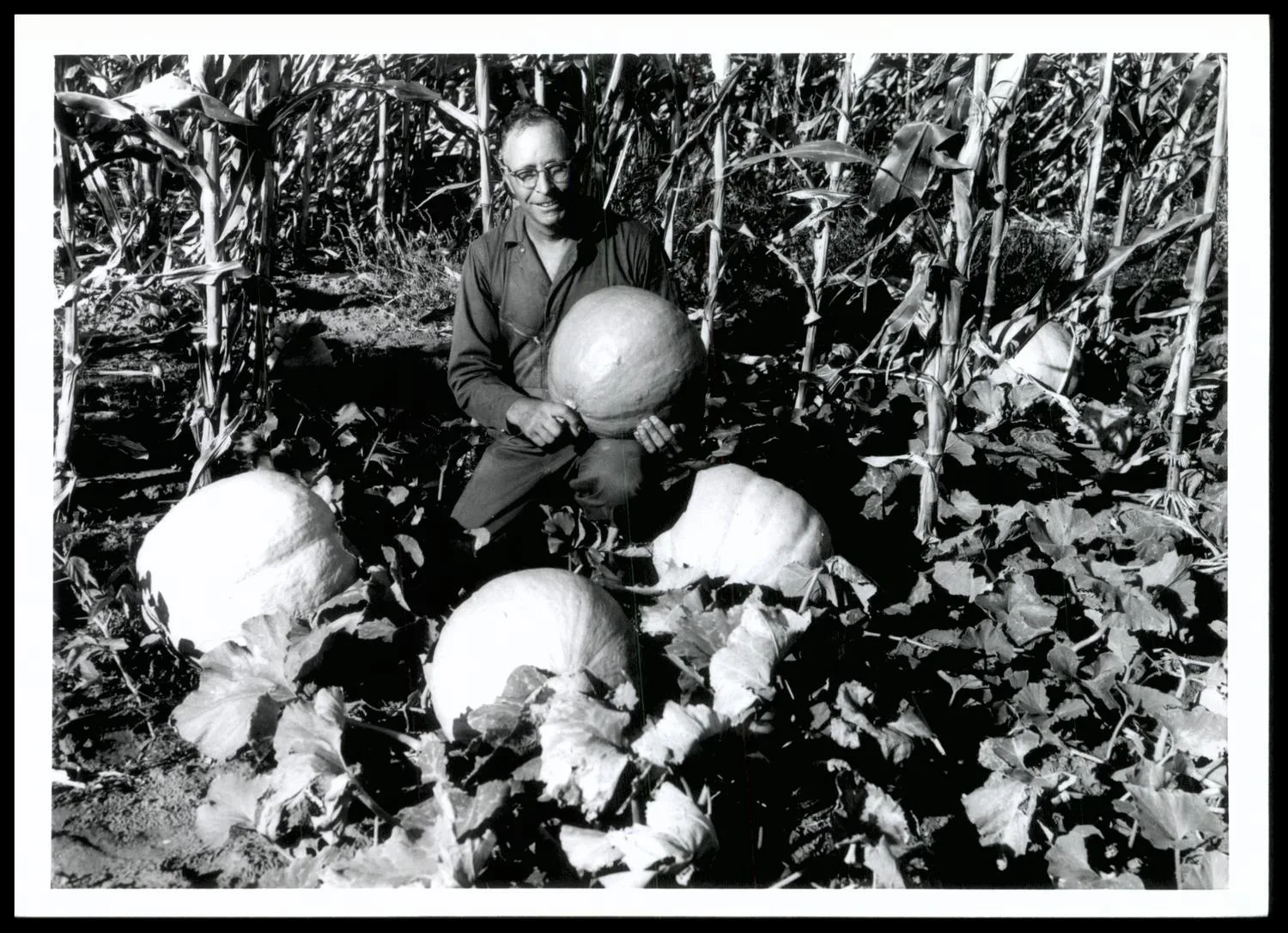 Pumpkin and Corn Grown on Farm