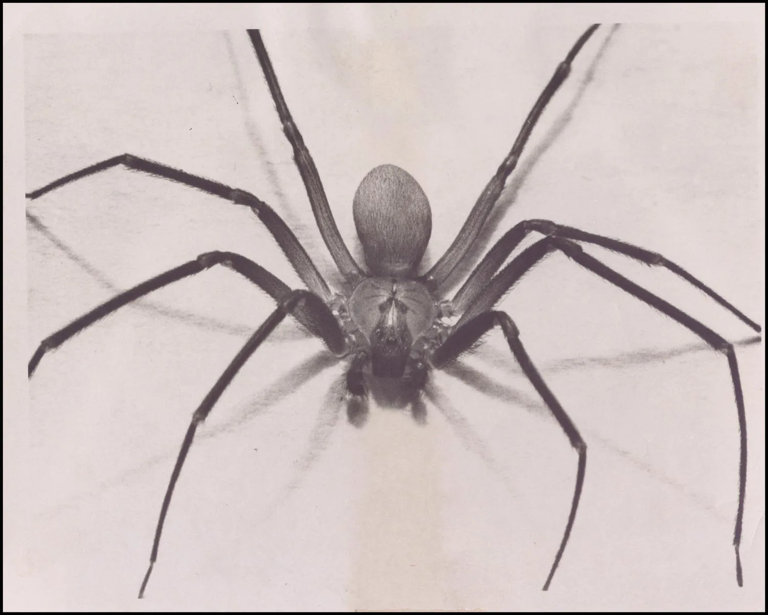 Animals, spiders.